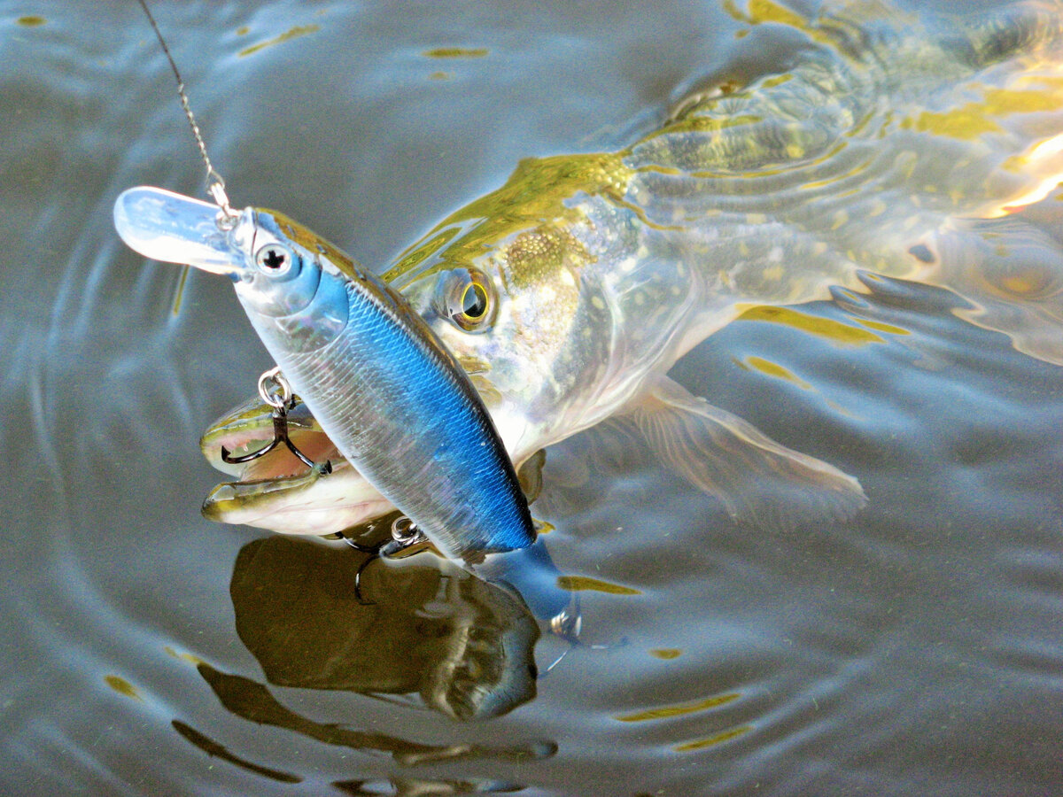 Крупный воблер - одна из самых эффективных приманок по осенней щуке