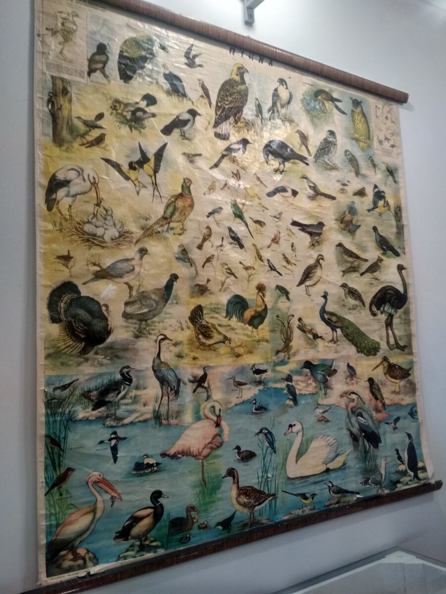 Πτηνά - птицы