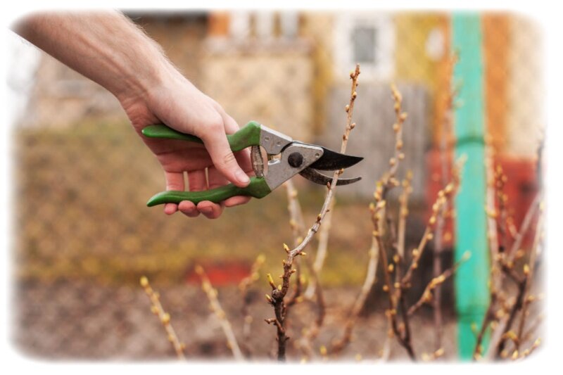 Фото из открытого источника