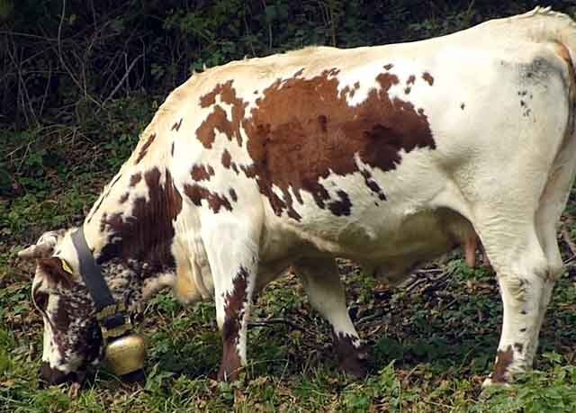 Народные способы определения стельности коров