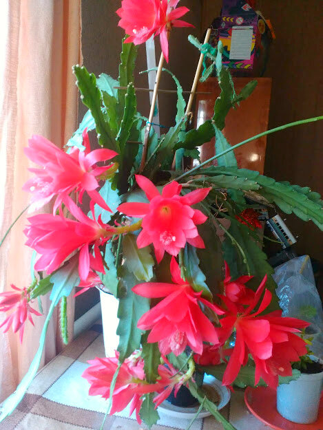 6 соток. Светлана Аниканова