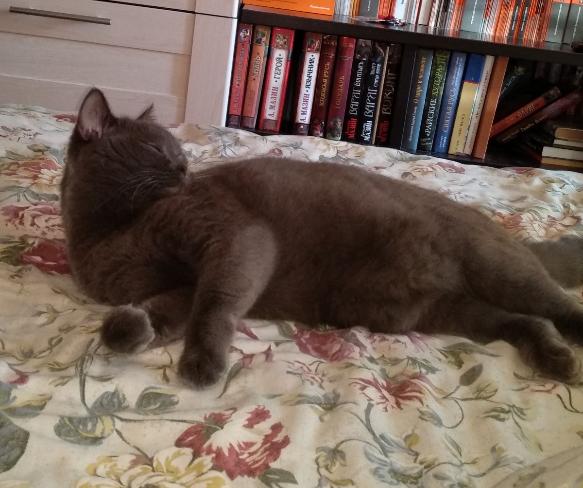 Кот отдыхает