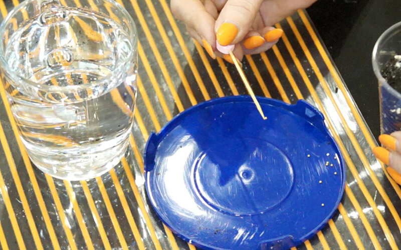 Семена Эустомы