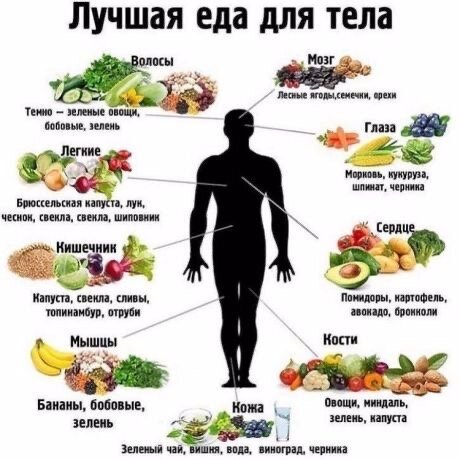 Категории продуктов, которые имеют особое значение для жизнедеятельности разных частей организма.
