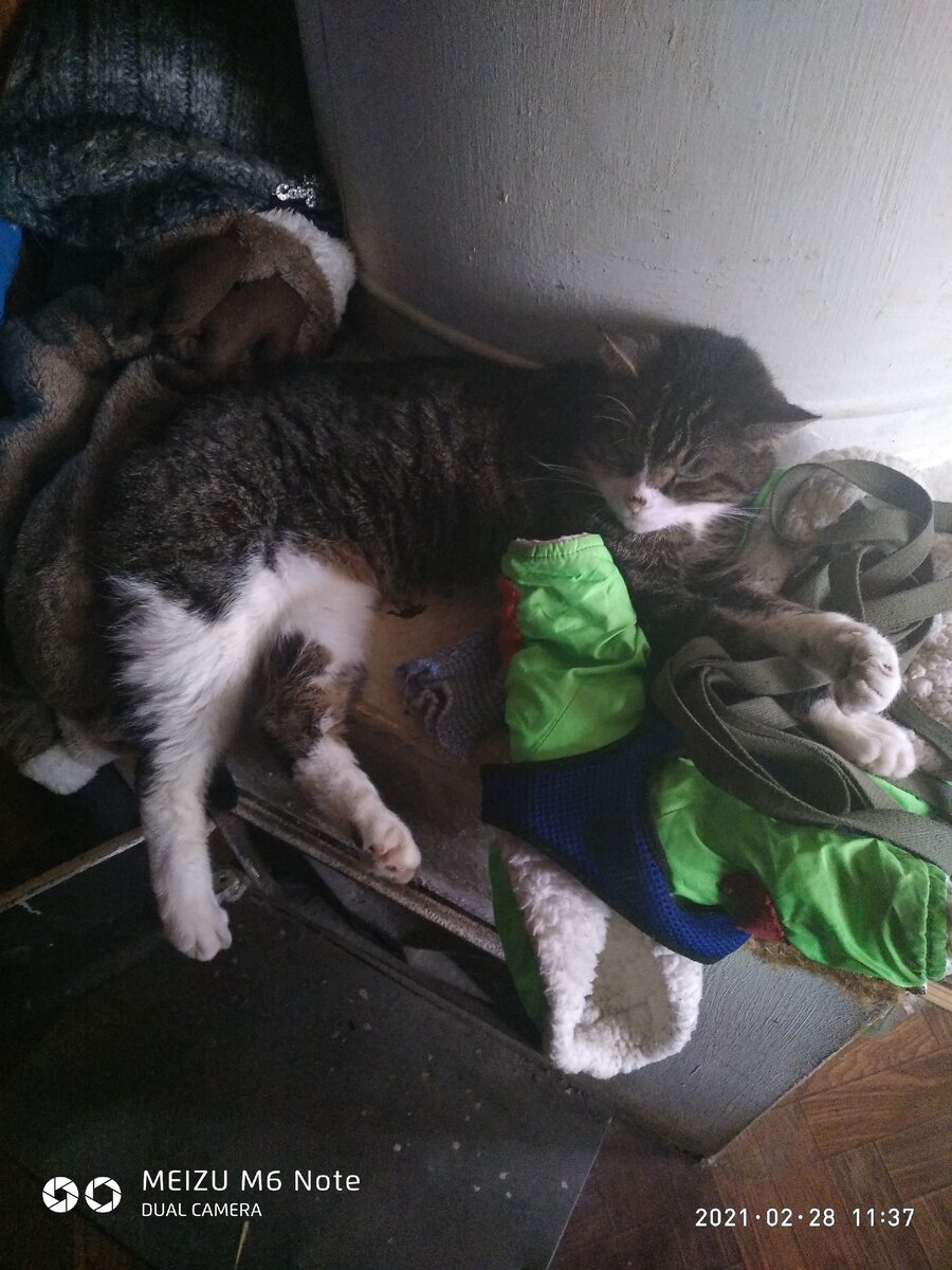 Кот спокоен,я ведь  дома,все кругом коту знакомо...