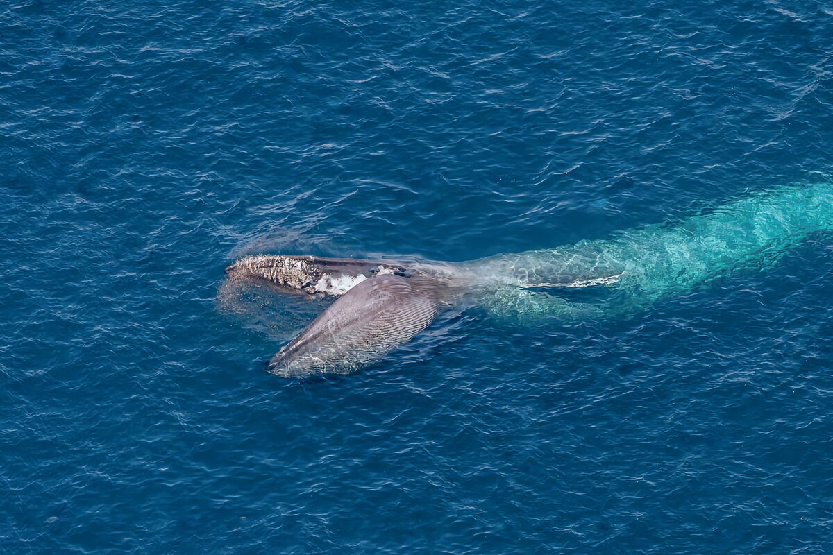 Голубой кит Balaenoptera musculus. Синий кит цедильный аппарат. Голубой кит 33 метра. Самый большой синий кит.