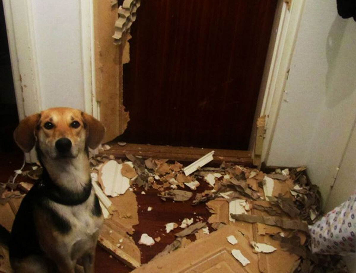 собаки которые не портят мебель