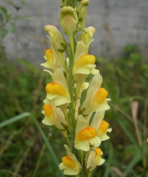 Льнянка обыкновенная