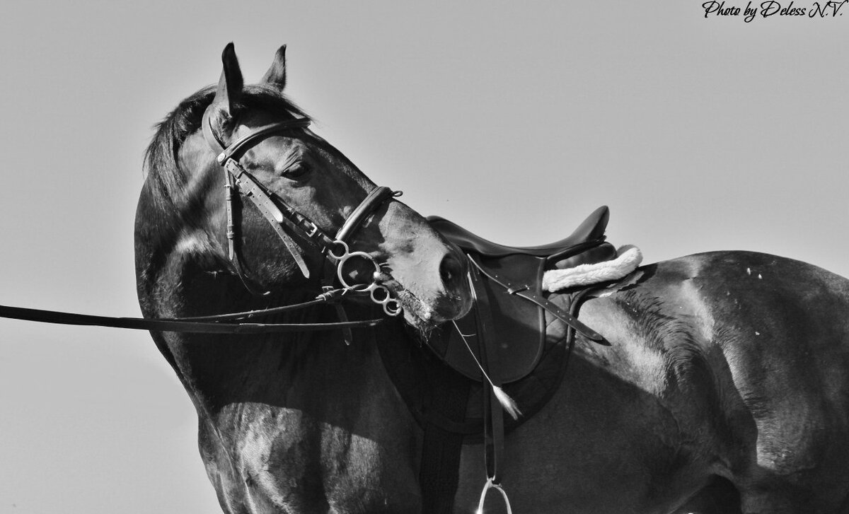 Самый лучший  конь которого я знала. 