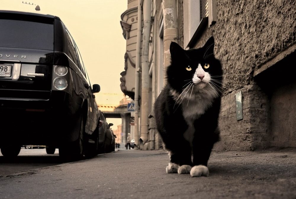 Взято из открытых источников