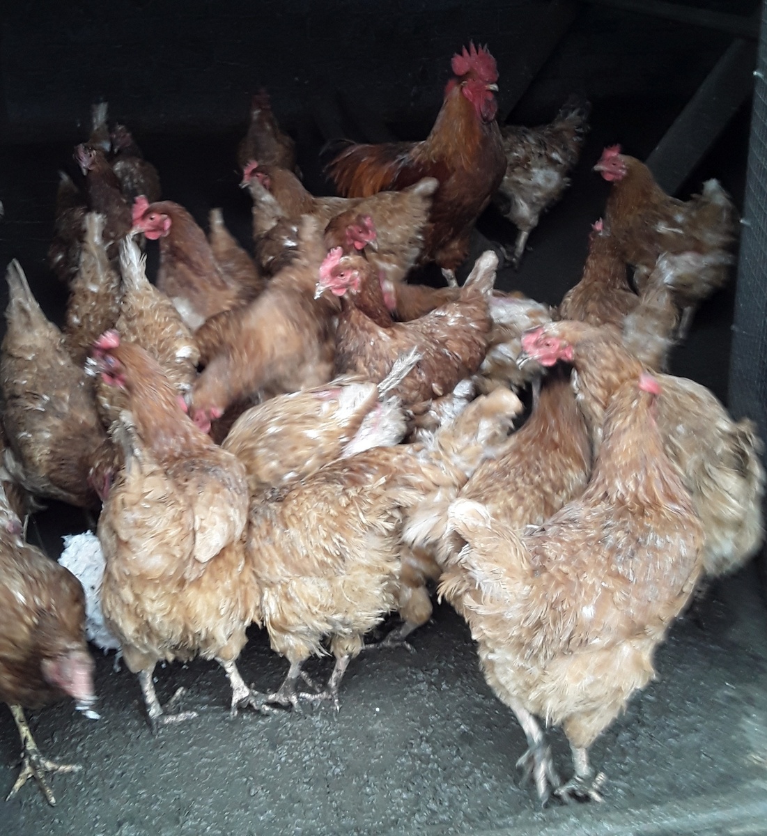 Птицеводство в Бутурлиновке .  сасекс браун мясо- яичные