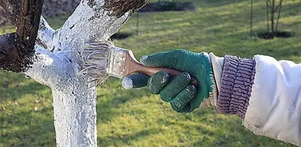 Побелку нужно обязательно проводить в конце осени, лучше в ноябре. Источник фото: https://ogorod.mirtesen.ru