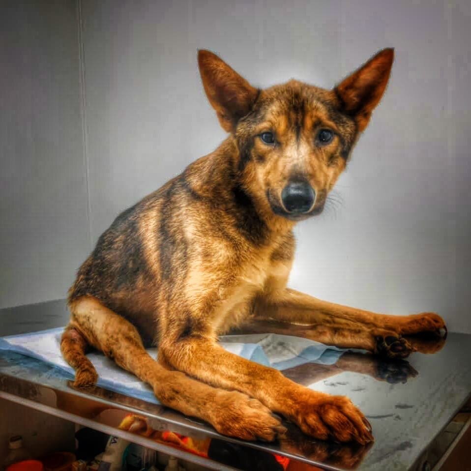 Омские хвостики