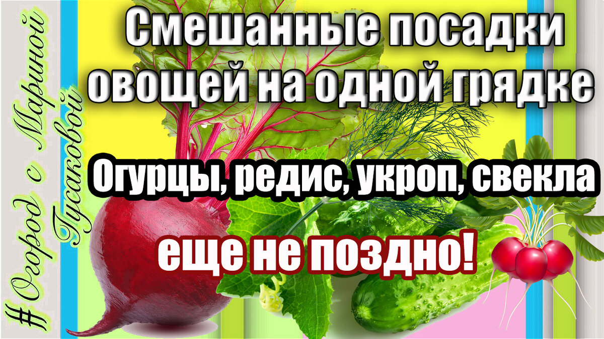 Смешанные посадки овощей на одной грядке   🍀   Овощи соседи  – друзья на грядках Огурцы, Редис, Свекла, Укроп 🍀