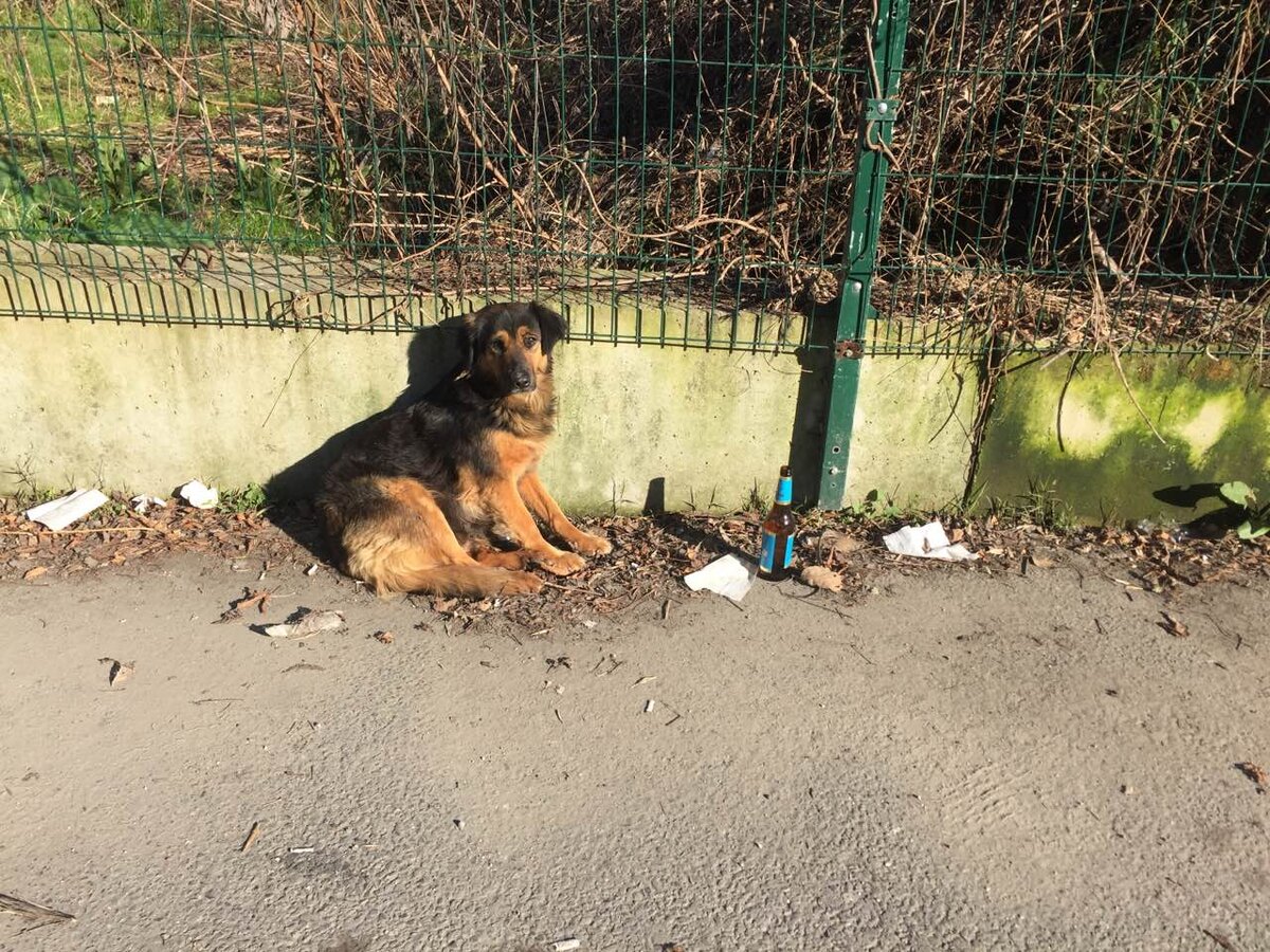 Собака и бутылка