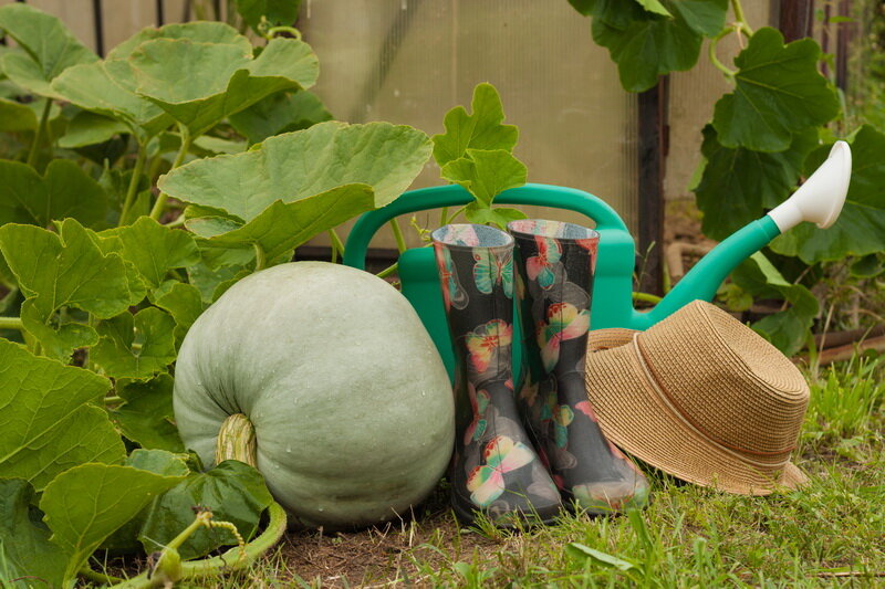 Тыква. (Фото используется по стандартной лицензии ©ogorodnye-shpargalki.ru)