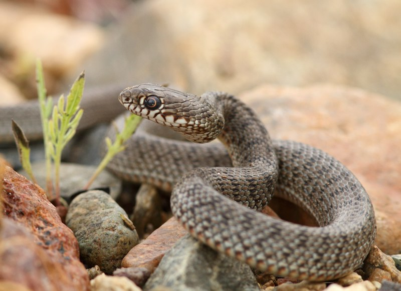 Каспийский полоз. Желтобрюхий полоз (Dolichophis caspius). Каспийский полоз Ужеобразные. Желтобрюхий Каспийский полоз. Каспийский полоз змея.