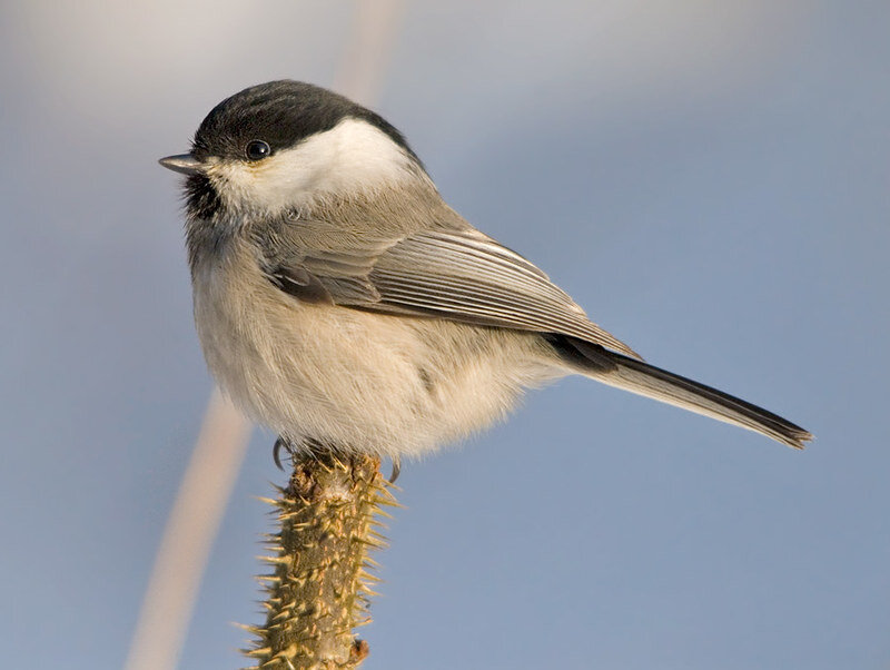 Буроголовая гаичка. Источник фото: flickr.com