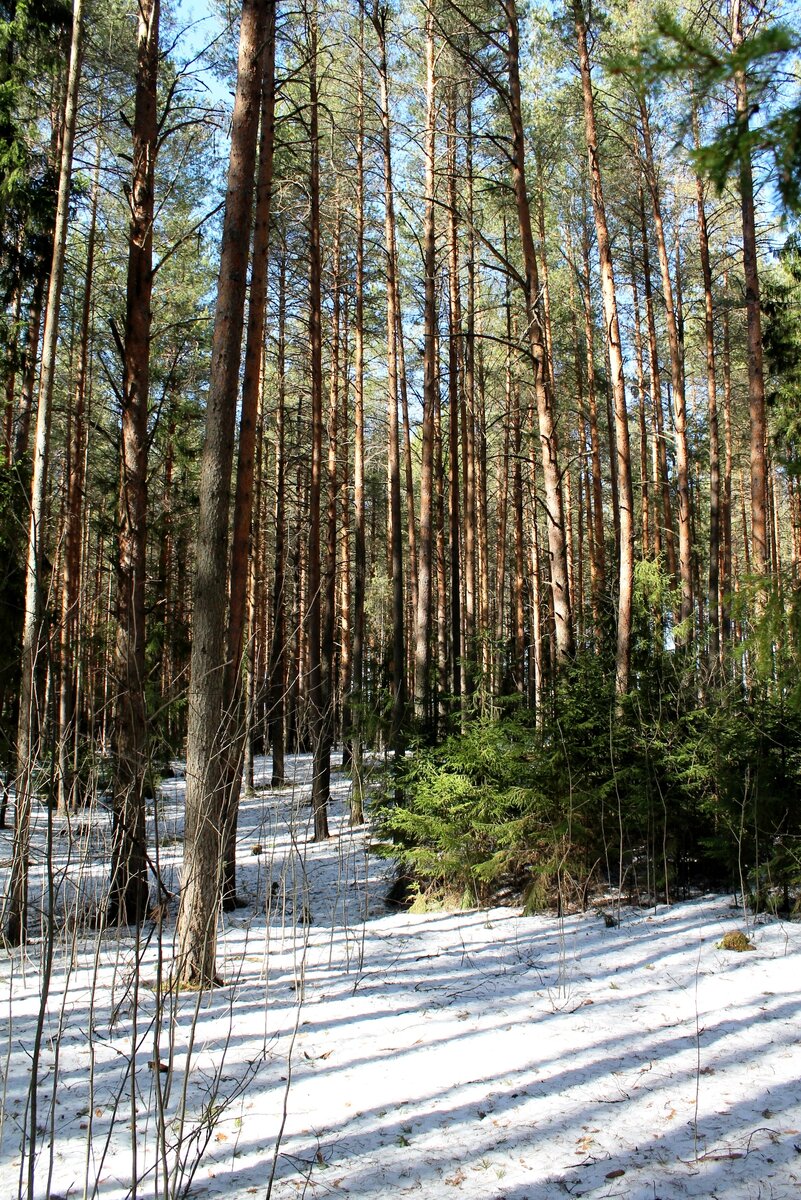 весна несет тепло, тока, уток и обострения (фото автора)