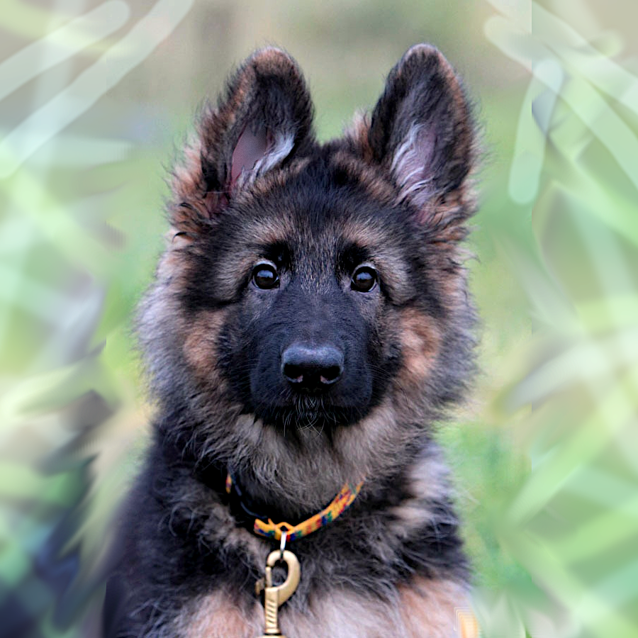 Фото для иллюстрации из открытых источников сети Интернет