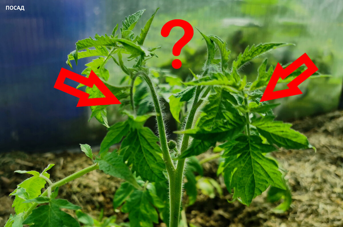 Помидор загадал загадку. Сходу определить, где здесь пасынок, а где основной стебель очень трудно. Но я научу.