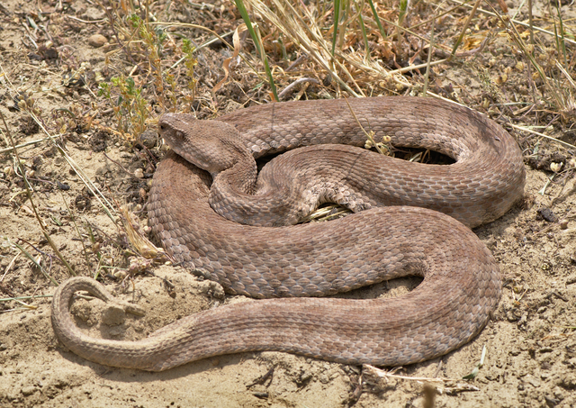 Macrovipera lebetina 1.png Macrovipera lebetina Дмитрий Михирев Creative Commons Attribution-Share Alike 4.0