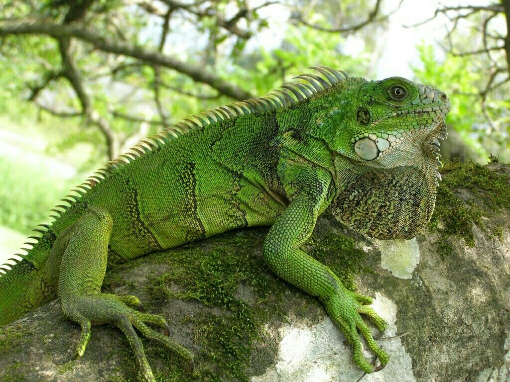 Игуаны относятся. Зеленая игуана (Iguana Iguana). Игуана зеленая обыкновенная. Игуана Южная Америка. Шипохвостая игуана.