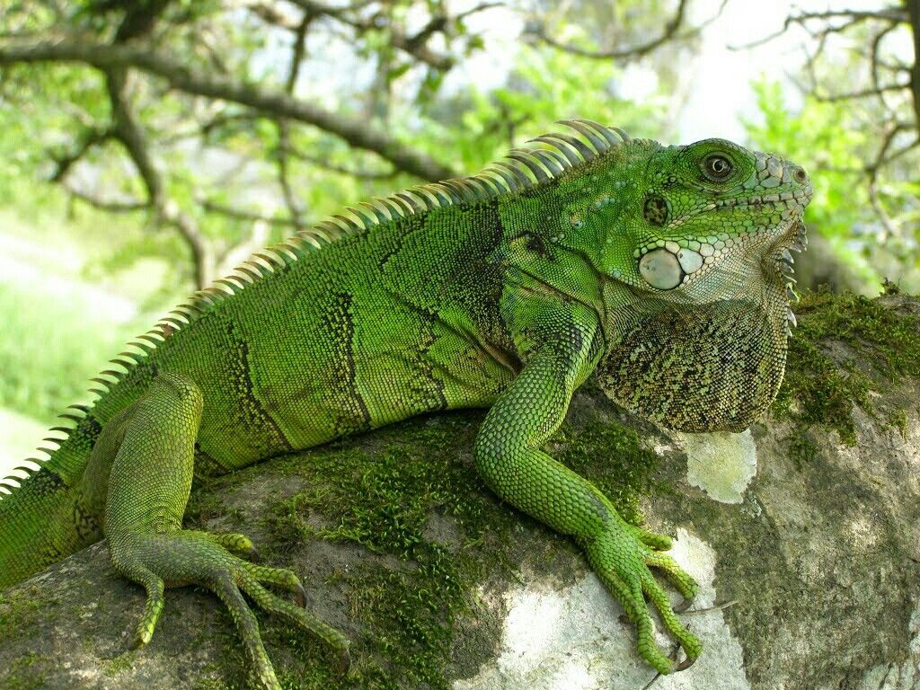 Игуана. Зеленая игуана (Iguana Iguana). Южная Америка зеленая игуана. Зеленая игуана Мексика. Гигантская зелёная игуана.