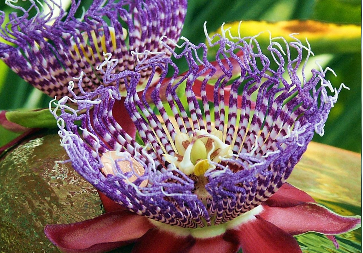 3 уникальных растения. Пассифлора. Необычные цветы. Красивые экзотические цветы. Редкие экзотические цветы.