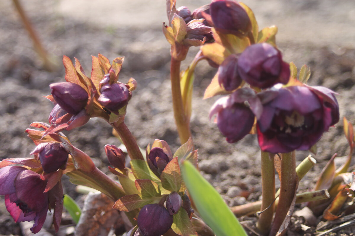 Морозник восточный Double Ellen Purple