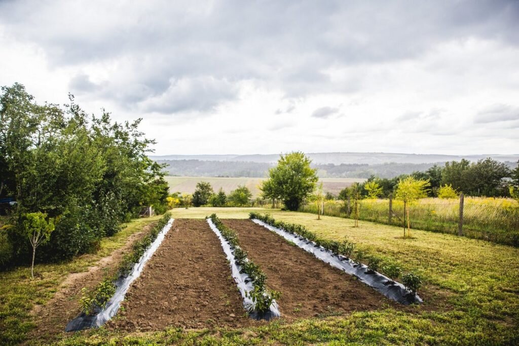 Чайный сад проекта Kamélia Kert. welovebudapest.com