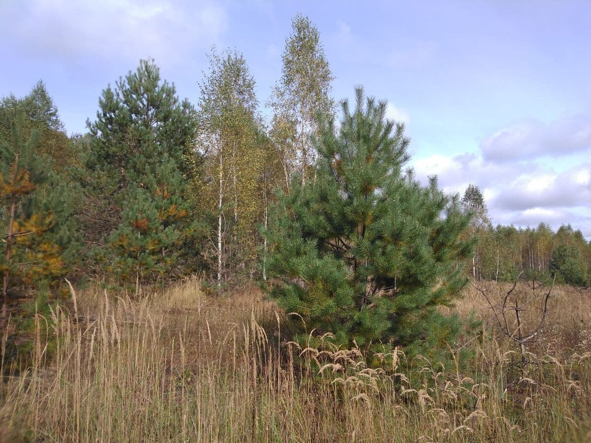 На опушке леса. Фото автора.