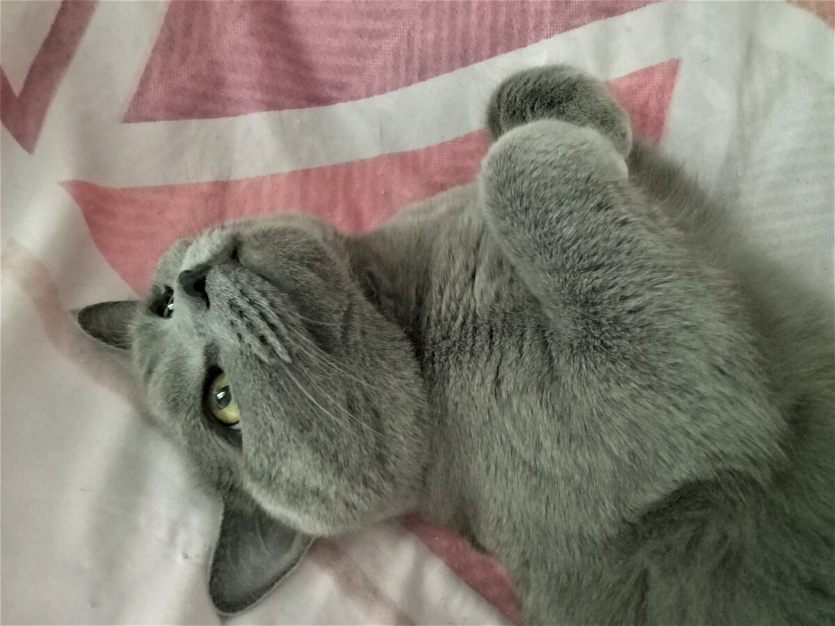 Шаня. Монамур. Фото автора