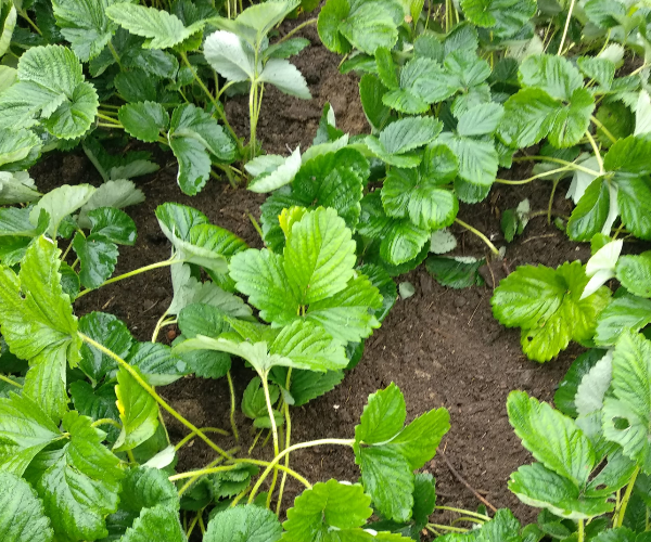 Посадка в августе. Фото автора.