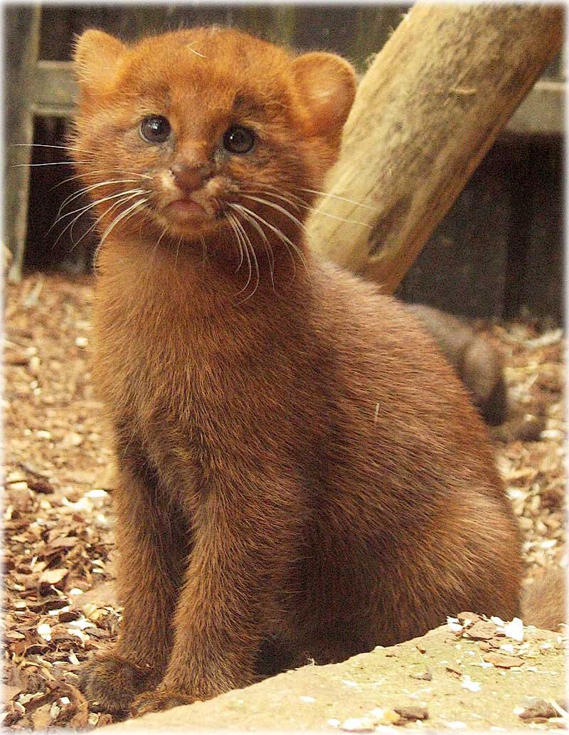 Его величество милашка 