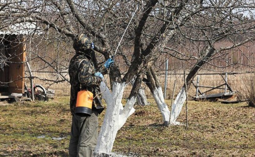 Обработка яблонь весной медным купоросом. Опрыскивание плодовых деревьев. Обработка дерева. Побелка деревьев. Опрыскивание деревьев весной.
