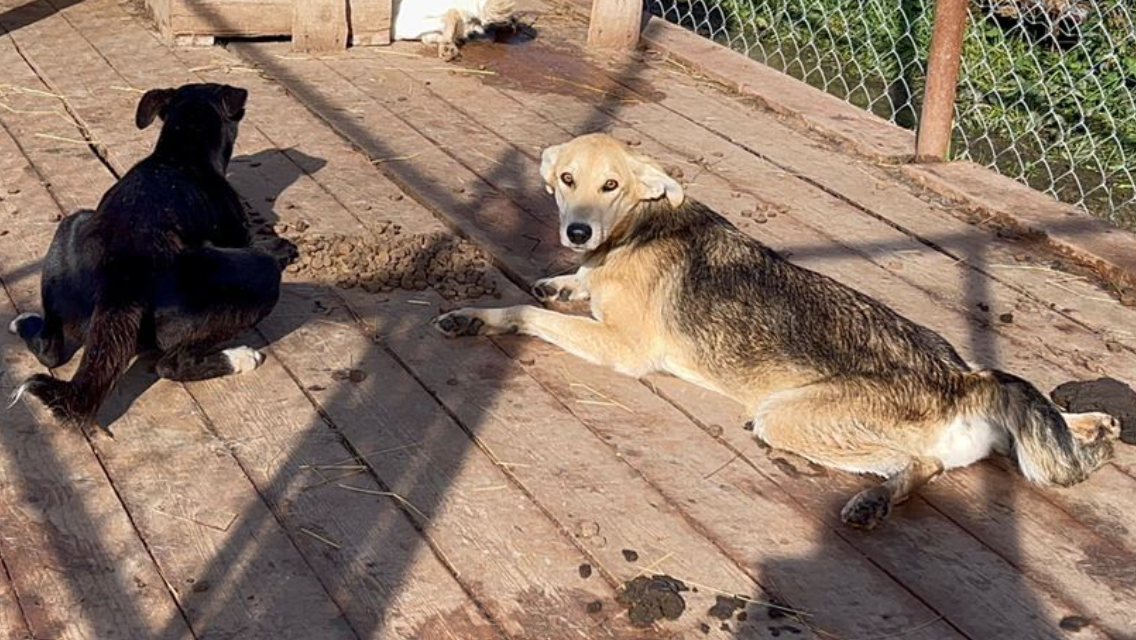 Миссия «Спасение»: как люди спасли собаку с патологией лап с помощью собранных денег