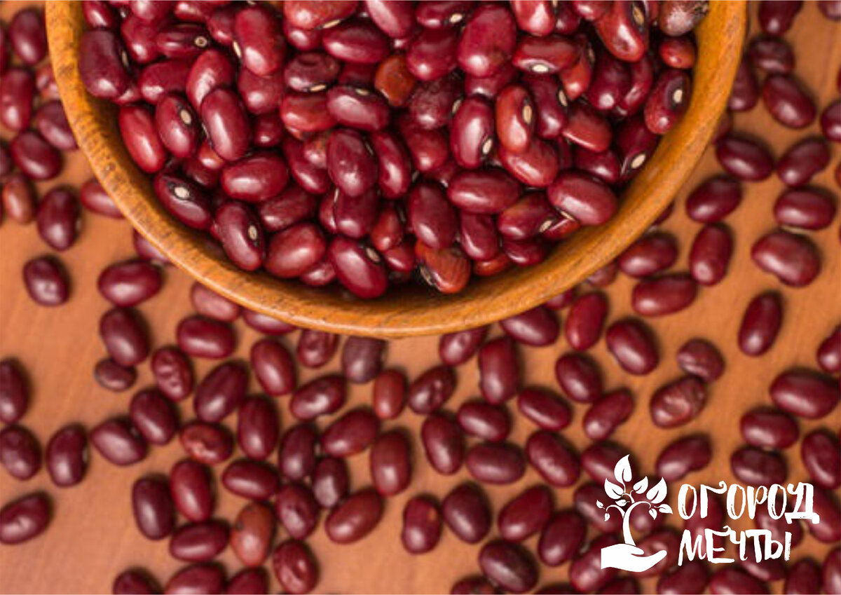 Как выбрать и вырастить фасоль