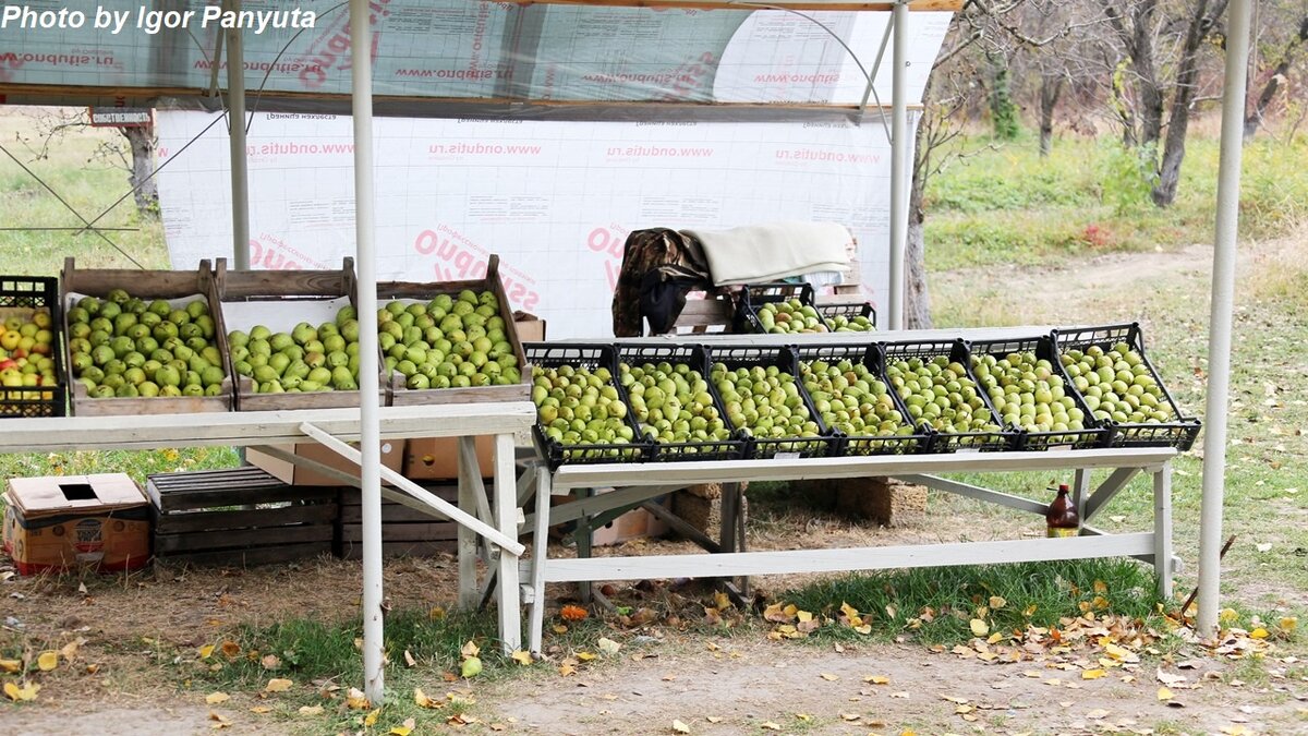 Продажа груш прямо из сада в Крыму