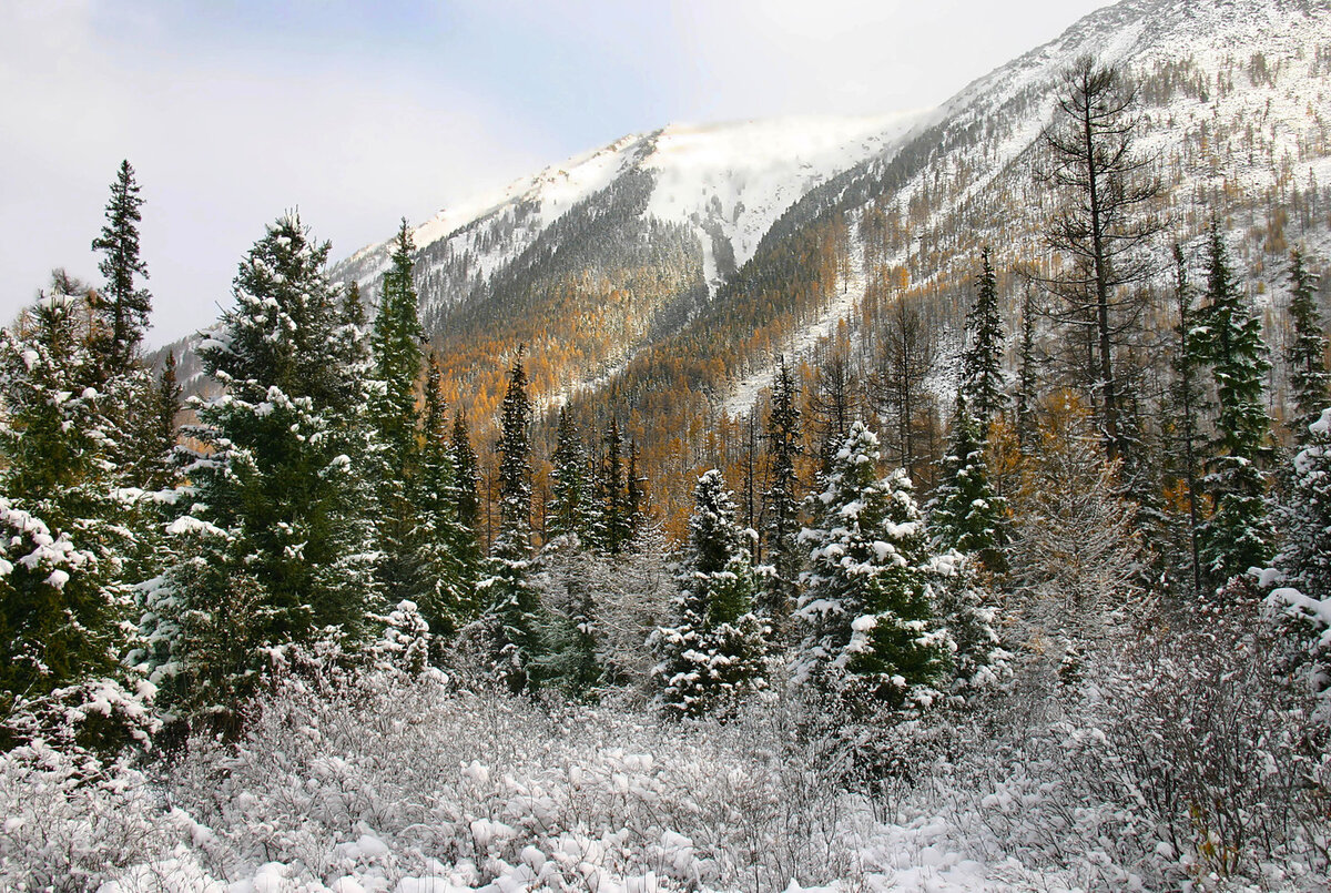                 лес, снег, метель