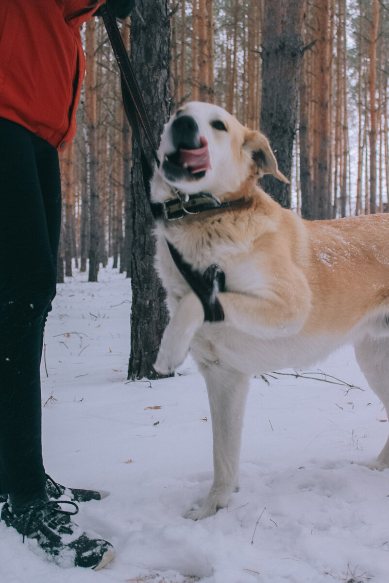 Фото автора. То есть, собаки
