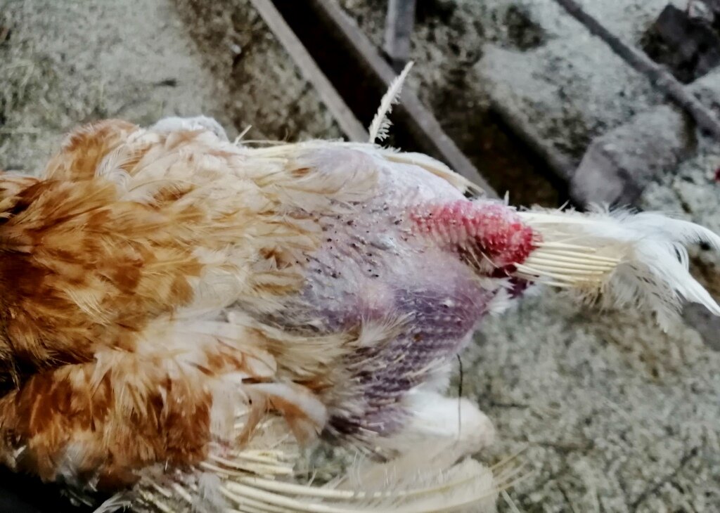Алопеция у кур