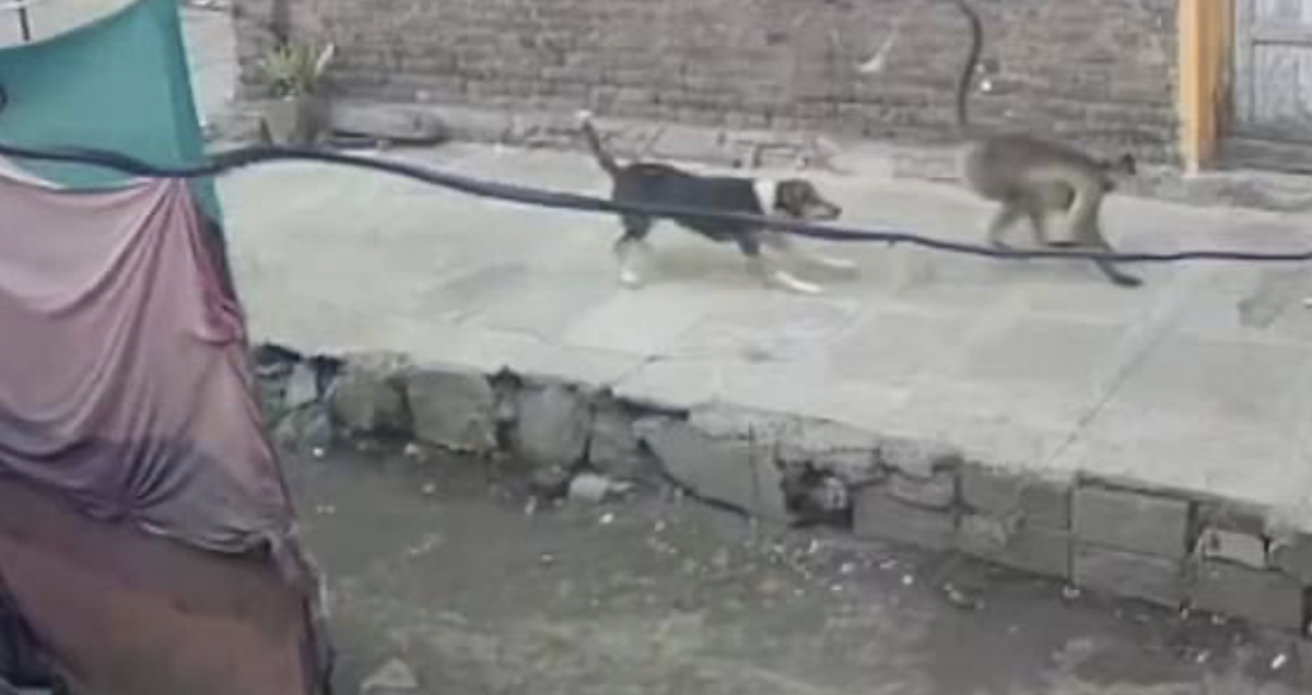Видео начала нападения. Убивают обезьяны убивают обезьян. Деревня в Индии где обезьяны убивали собак. Обезьяна отомстила туристу за столкновение.