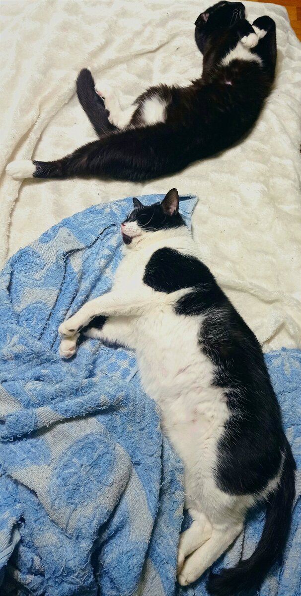 И ещё один случайный кошачий ренессанс