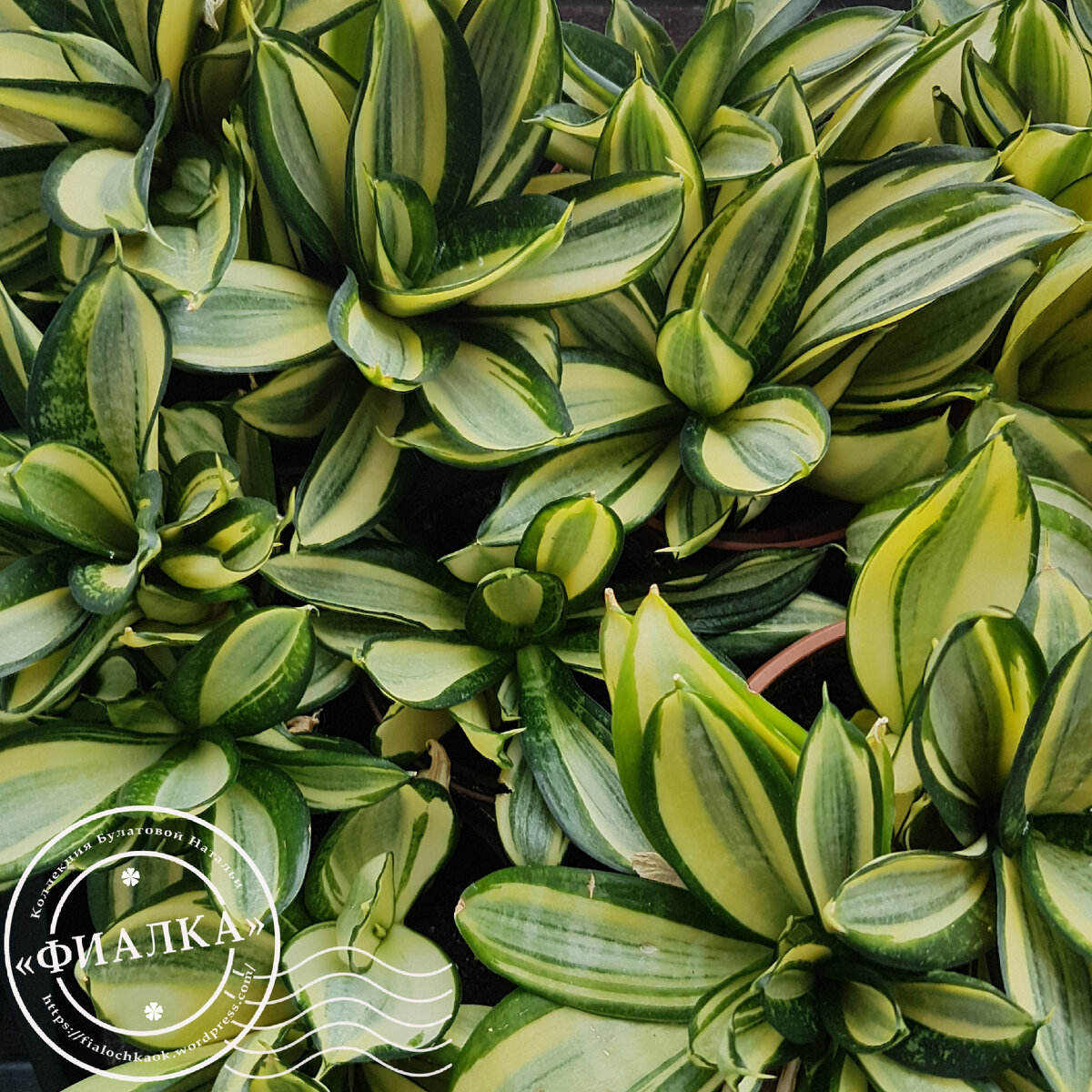 Сансевиерия трехполосная  (Sansevieria trifasciata) Ханни голд (Hahnii Gold)