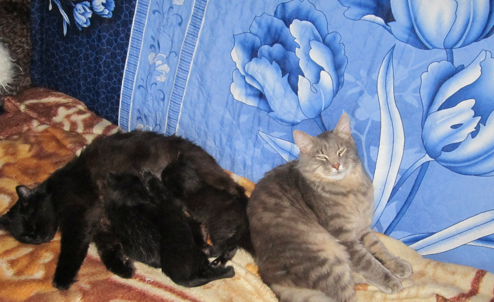 Крош охраняем мой сон