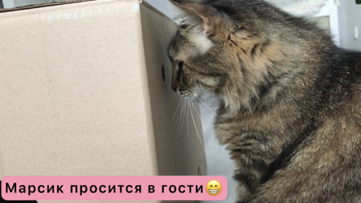 Делаю игрушку «Домик» для котов