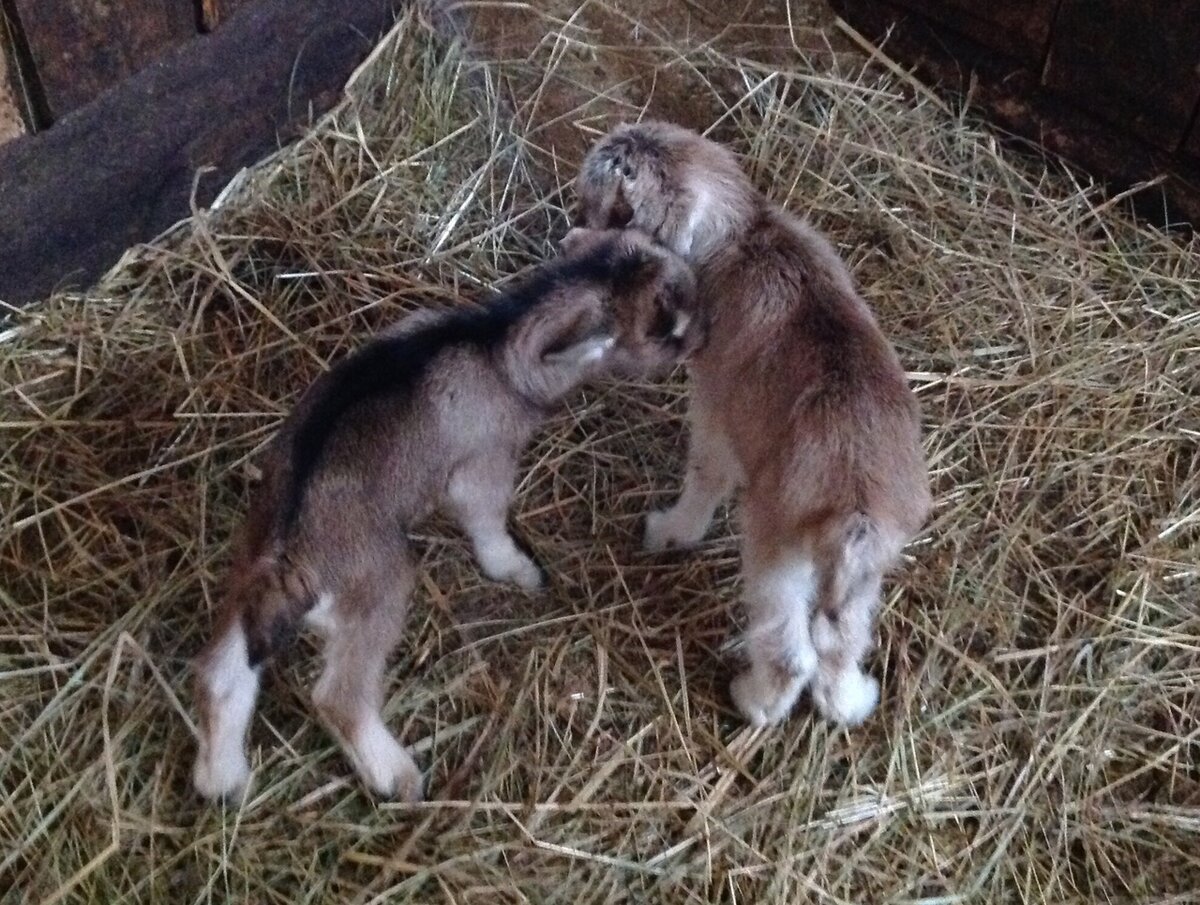 Новорожденные