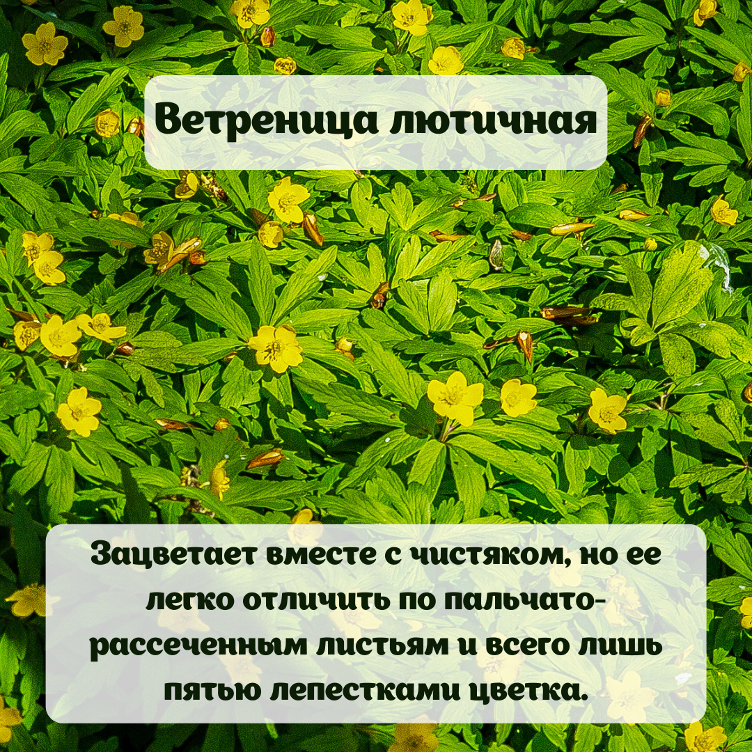 Сквозь прошлогоднюю листву растут высокие травы. Растения нашего города. Официальные растения. Чистяк обыкновенный раннецветущий. Генотип раннецветущего растения.