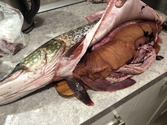 Щука с икрой